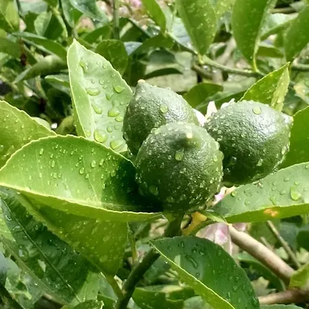 アパートホテル Sailor アランヤ