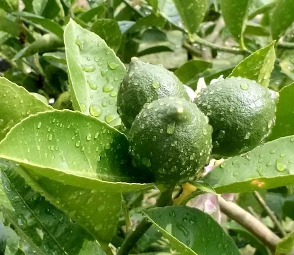 Апарт-отель Sailor Алания